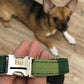 PF Custom Name Plate Pet Collars