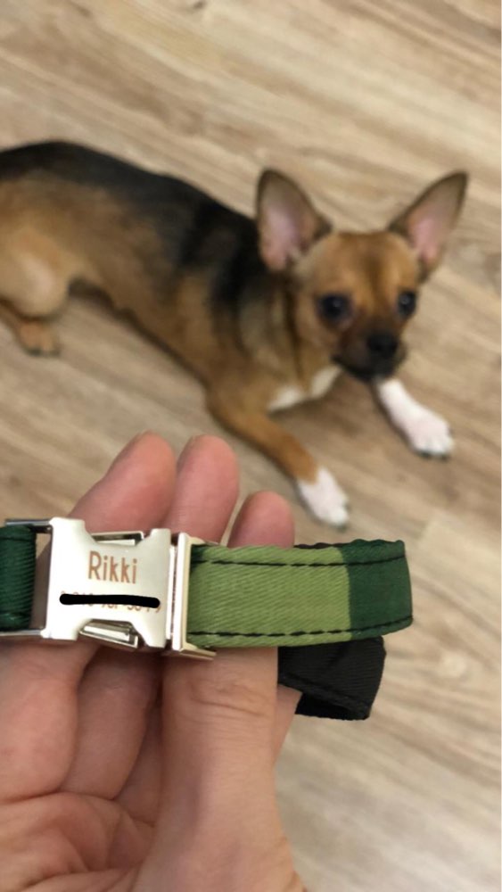 PF Custom Name Plate Pet Collars