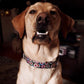 PF Custom Name Plate Pet Collars